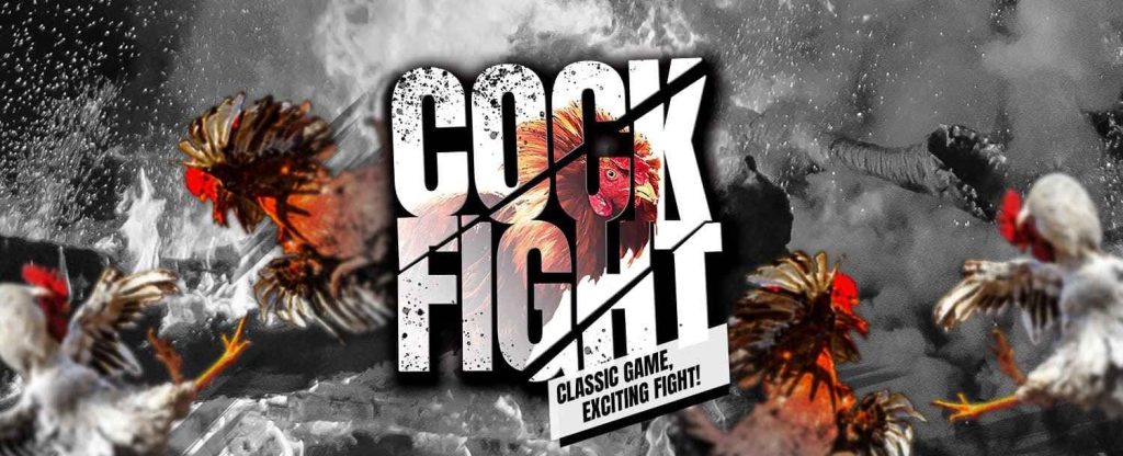 cock fighting arena banner